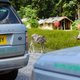 Image for article titled Land Rover Completes World’s First Hybrid Expedition Along Silk Trail From Solihull To Mumbai